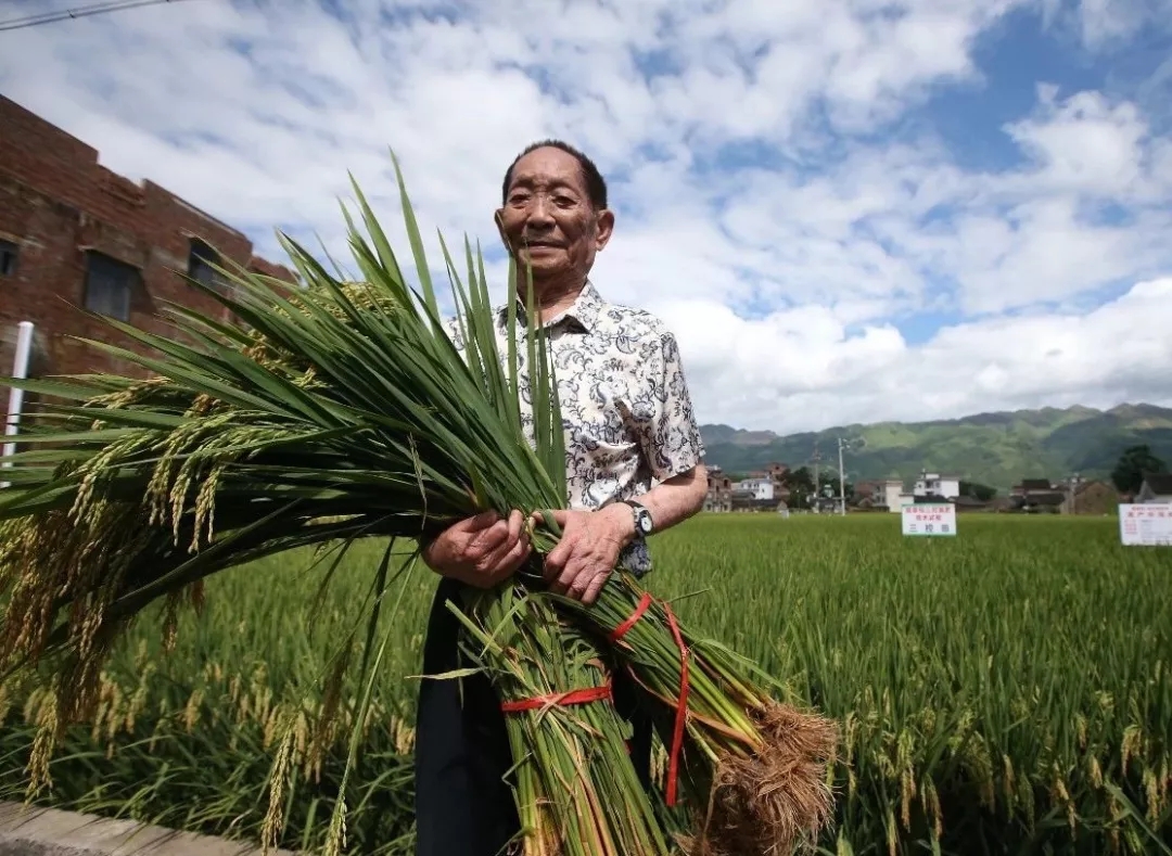 [开云app官网入口下载苹果版
报·思源湖 第1710期] 风吹稻花香两岸